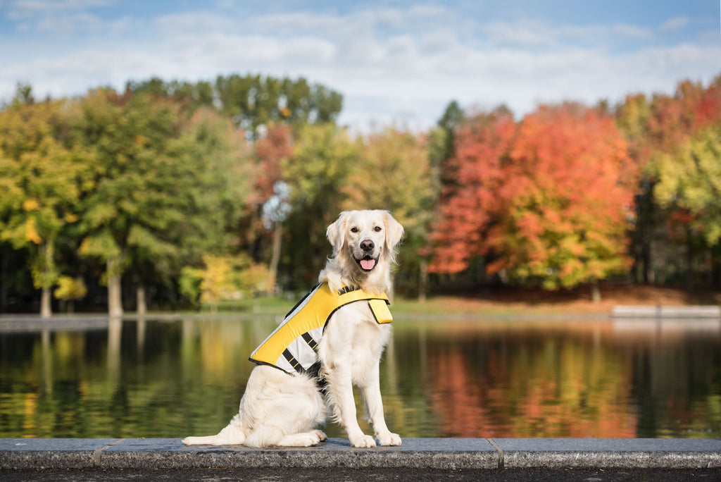 Splash Zone Dog Life Jacket