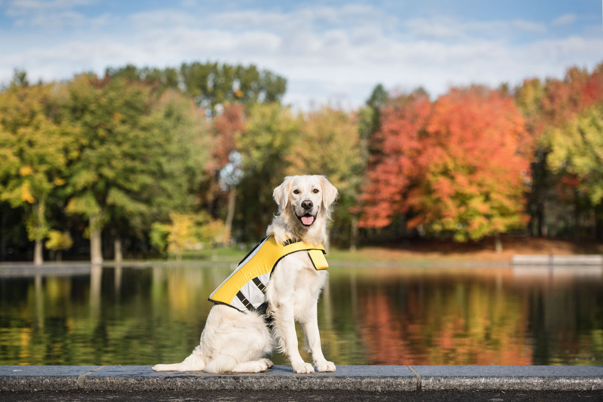 Splash Zone Dog Life Jacket
